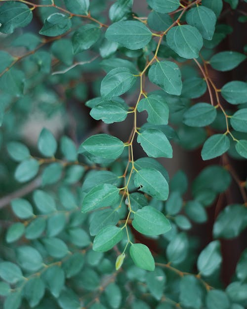 Pohon bidara Ziziphus mauritiana