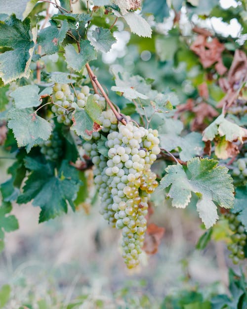 Pohon anggur grape tree