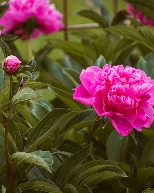 Bunga Peony