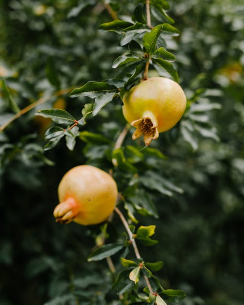 Pohon delima pomegranate