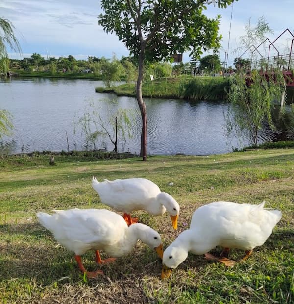 beberapa bebek makan di tepi danau