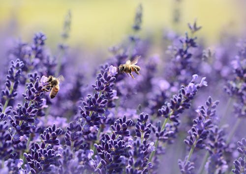 gambar tanaman lavender