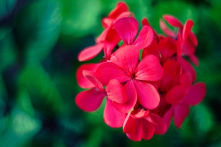 bunga geranium merah