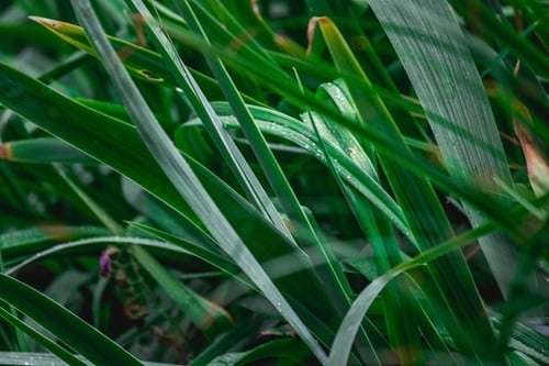 serai atau sereh alias lemongrass