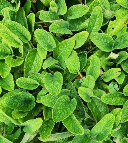 lemon balm mint