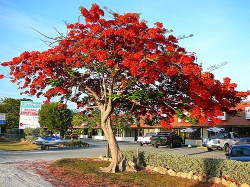 gambar pohon flamboyan merah