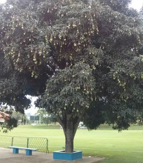 gambar pohon mangga rimbun manalagi