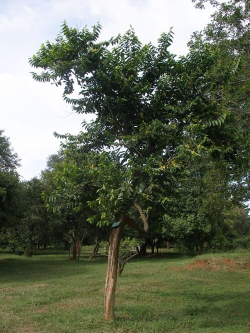 gambar pohon kenanga rimbun