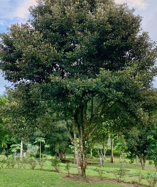 gambar pohon sawo kecik besar