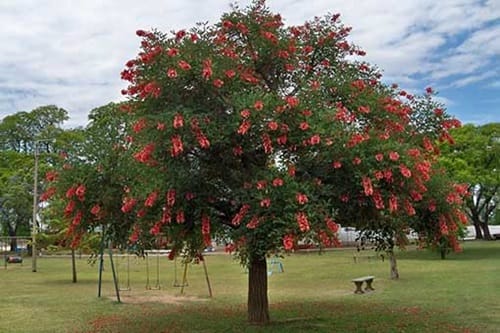 gambar pohon dadap merah rimbun