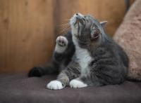 Thumbnail of 4 Cara Membasmi Kutu Kucing Secara Efektif dan Aman