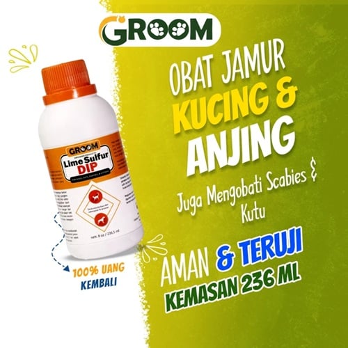 obat kutu kucing