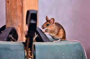 Thumbnail of 6 Cara Mengusir Tikus di Rumah yang Paling Ampuh